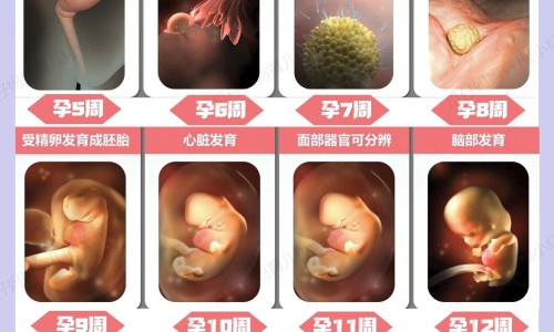 心脑清软胶囊说明书用法用量专区_心脑清软胶囊的付作用专区_心脑清软胶囊的说明书网