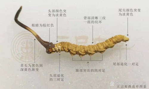 心脑清软胶囊的功效-心脑清软胶囊说明书用法用量专区_心脑清软胶囊的付作用专区_心脑清软胶囊的说明书网